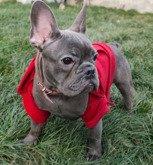 Buldog francez fetita 6luni