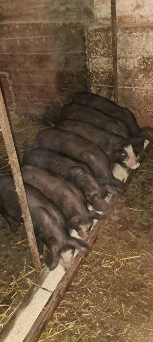 Purcei bazna cu pietrain - imagine 2