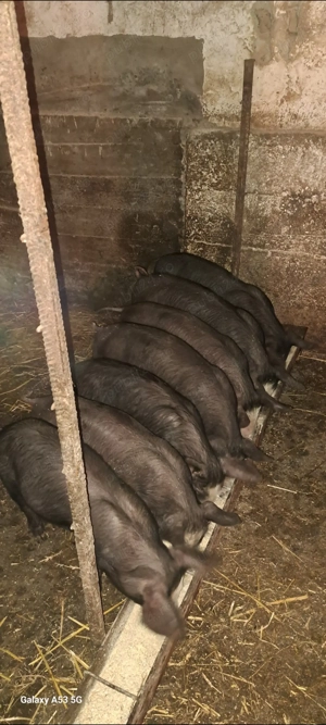 Purcei bazna cu pietrain - imagine 5