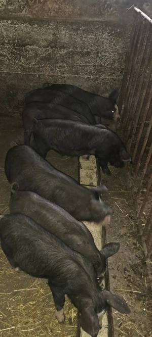 Purcei bazna cu pietrain - imagine 4