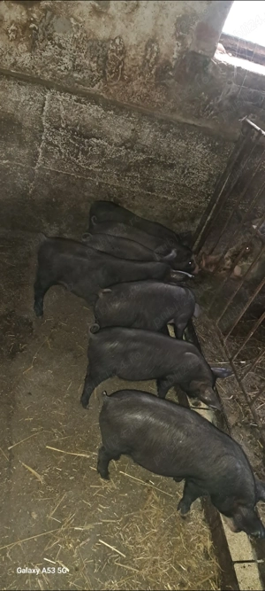 Purcei bazna cu pietrain - imagine 3