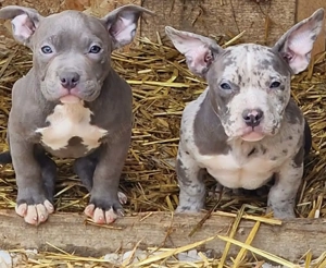 American bully pocket