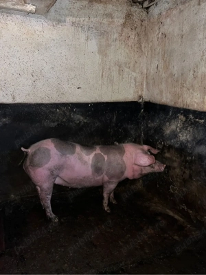 Vand porc  - imagine 3