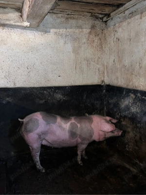 Vand porc  - imagine 2