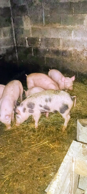 Vand purcei pietrean