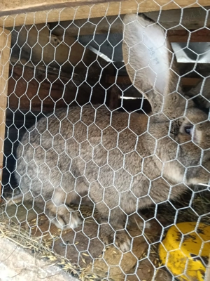 Vând o pereche de iepuri uriaș belgian 