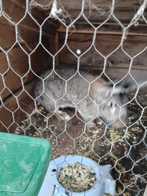 Vând o pereche de iepuri uriaș belgian  - imagine 2