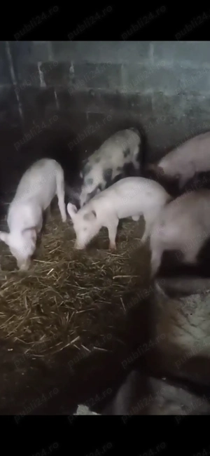 Vand purcei pietrean - imagine 3