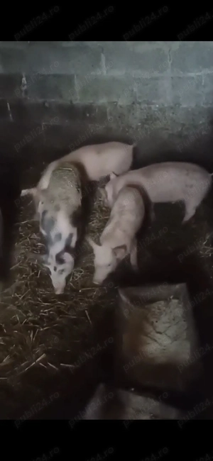 Vand purcei pietrean - imagine 2