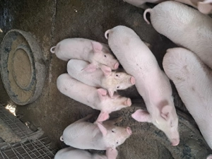 Vând soldani 12 săptămâni  - imagine 3