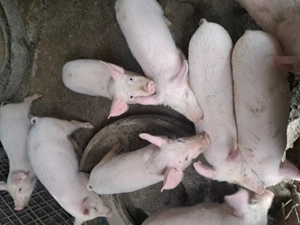 Vând soldani 12 săptămâni  - imagine 2