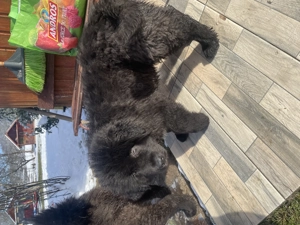 Căței ciobănesc corb originali  - imagine 5