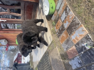 Căței ciobănesc corb originali  - imagine 6