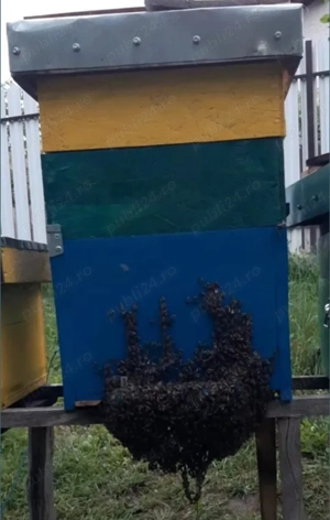 10 familii la alegere  - imagine 3