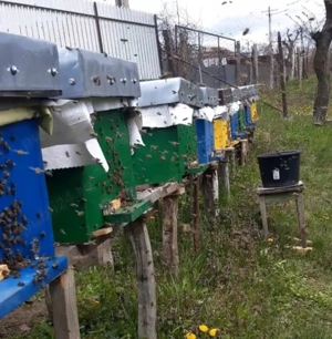 10 familii la alegere  - imagine 2