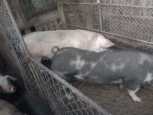 Vand porci crescuti in gospodarie - imagine 4