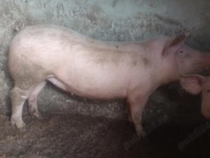 Vand porci crescuti in gospodarie