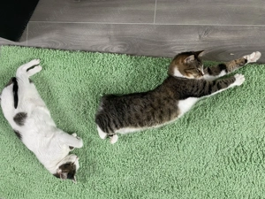 Pisici Iubitoare si Frumoase