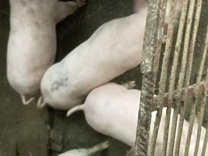 Purcei de vinzare   - imagine 2