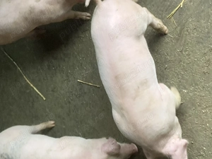 Purcei de vinzare   - imagine 5