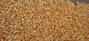 porumb boabe - imagine 3