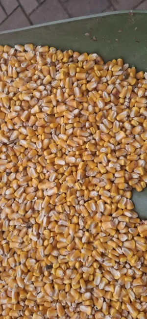 porumb boabe - imagine 4