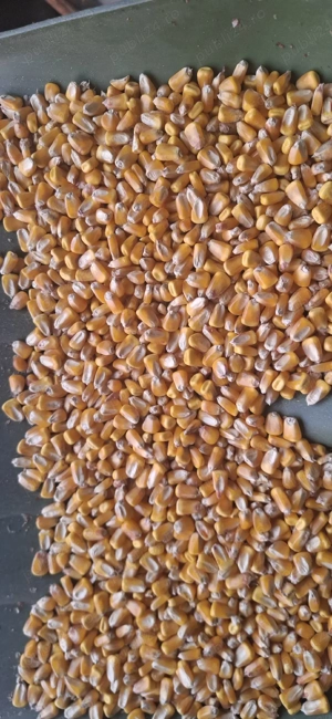 porumb boabe - imagine 5