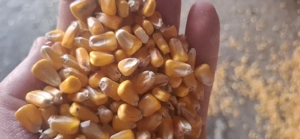 porumb boabe - imagine 2