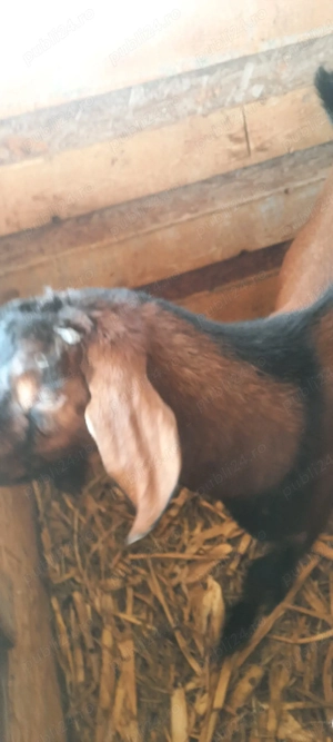 anglo nubian  - imagine 5