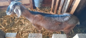 anglo nubian  - imagine 4