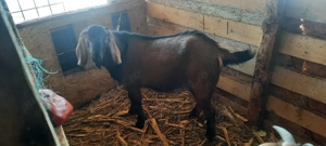 anglo nubian  - imagine 2