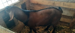 anglo nubian  - imagine 3