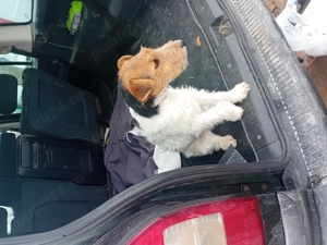 Căței Fox Terierri sârmos  - imagine 2