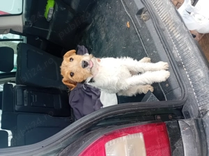 Căței Fox Terierri sârmos 