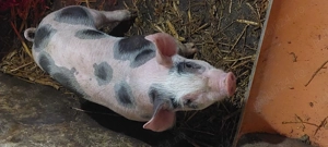 Purcei de vanzare pietrain - imagine 4