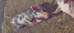 Purcei de vanzare pietrain - imagine 3