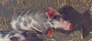 Purcei de vanzare pietrain - imagine 2