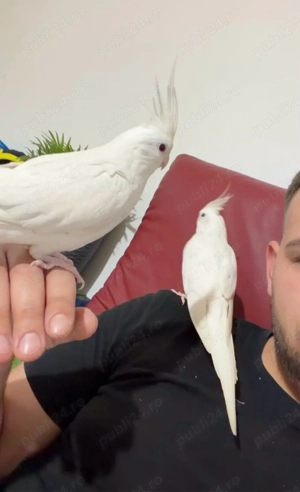 vand sau schimb nimfe 