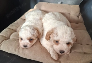 Bichon maltese  - imagine 3