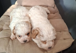 Bichon maltese  - imagine 4