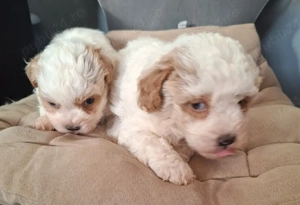 Bichon maltese  - imagine 2