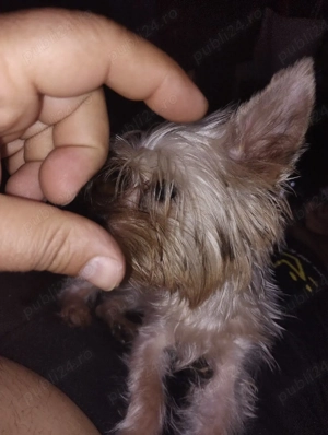 Yorkshire terrier fetiță 