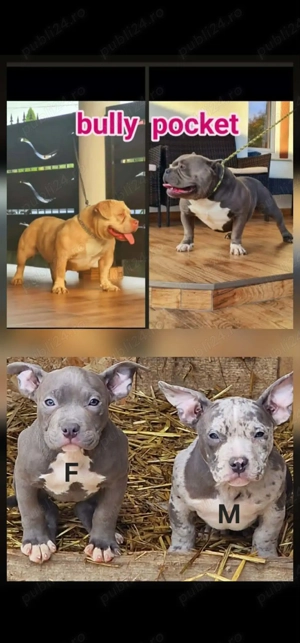 American bully pocket - imagine 2