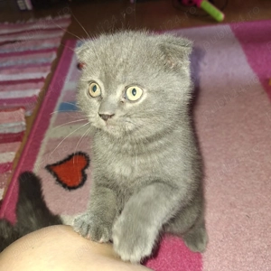 Pui Scottish Fold - imagine 3