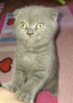 Pui Scottish Fold - imagine 2
