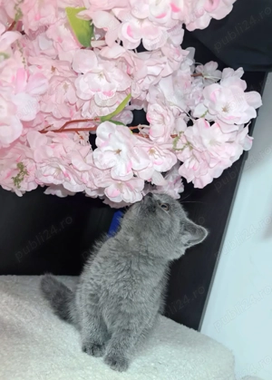 pisicuta BRITISH short Hair