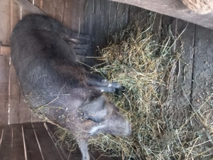 De vânzare  ce se vede in poza  - imagine 6