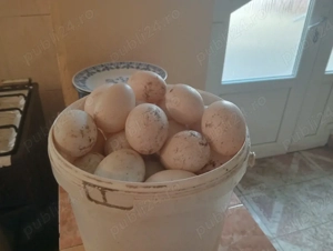 vand oua de rata proaspete 