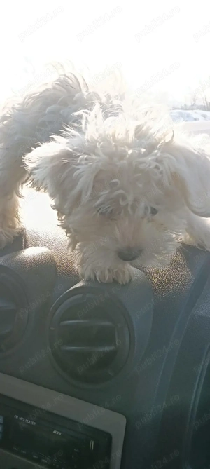 Pereche bishon maltez  - imagine 3