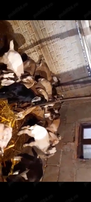 Țapi  de vânzare  - imagine 2